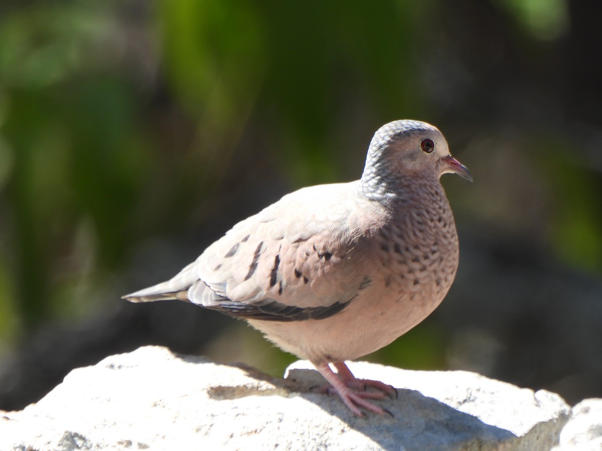 Common Ground Dove - Nathan Wahler