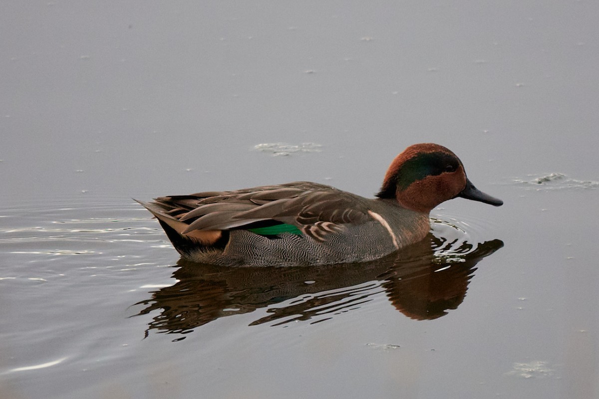 Green-winged Teal - ML643849981