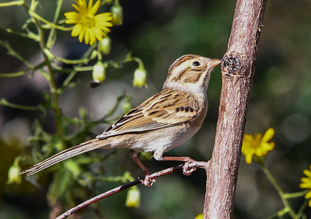 eBird Checklist - 20 Oct 2025 - 1–299 E Dogwood Ave, DeFuniak Springs ...
