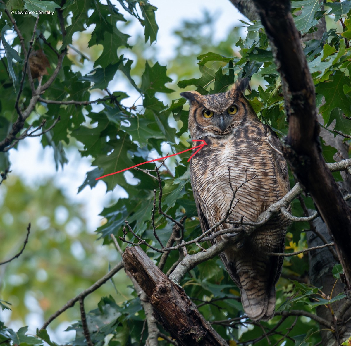 Great Horned Owl - ML643849987