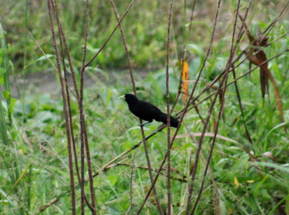 Sarı Gagalı Kasik - ML643849988