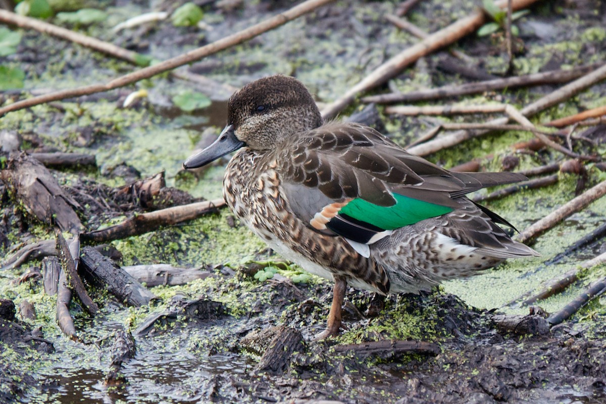 Green-winged Teal - ML643850002