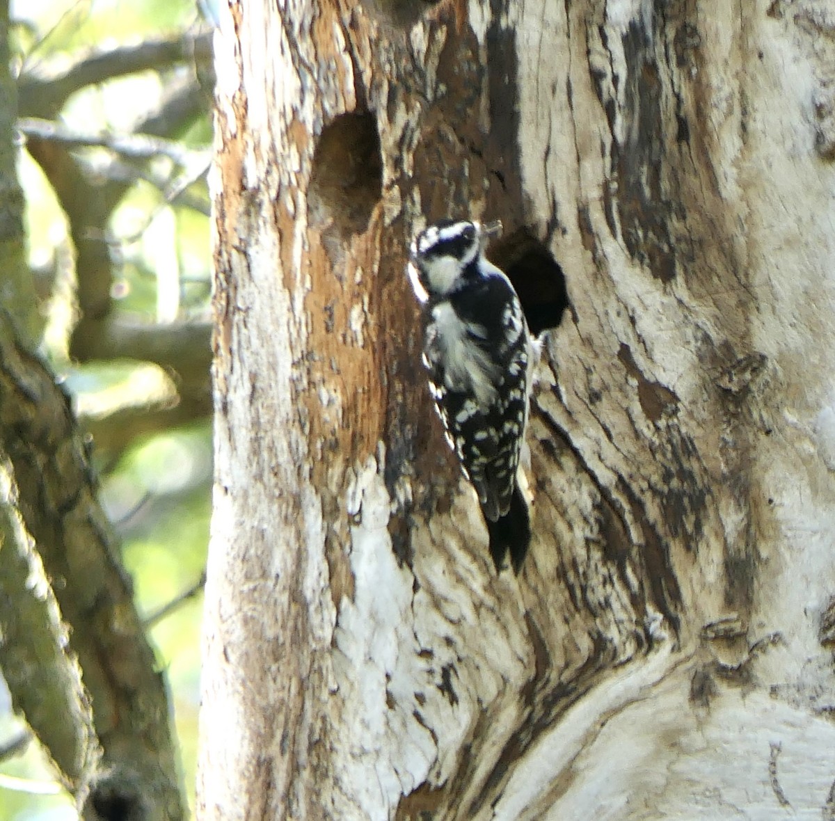 Downy Woodpecker - ML643850005