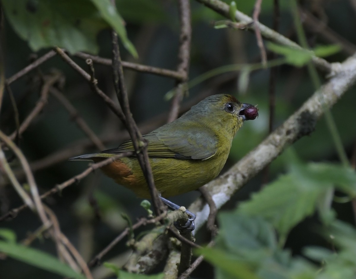 Olivrückenorganist - ML643850012