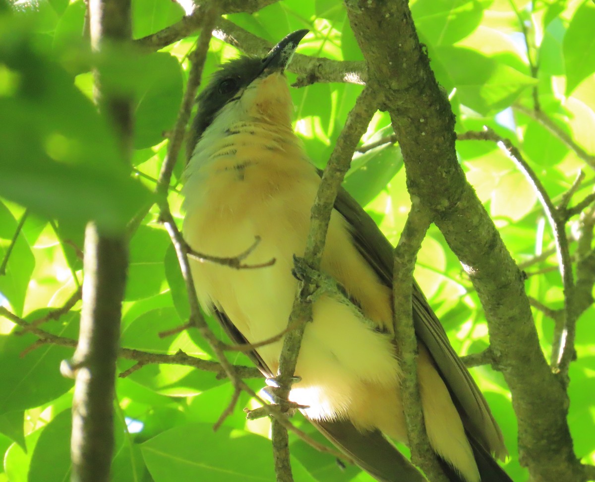 Dark-billed Cuckoo - ML643850013