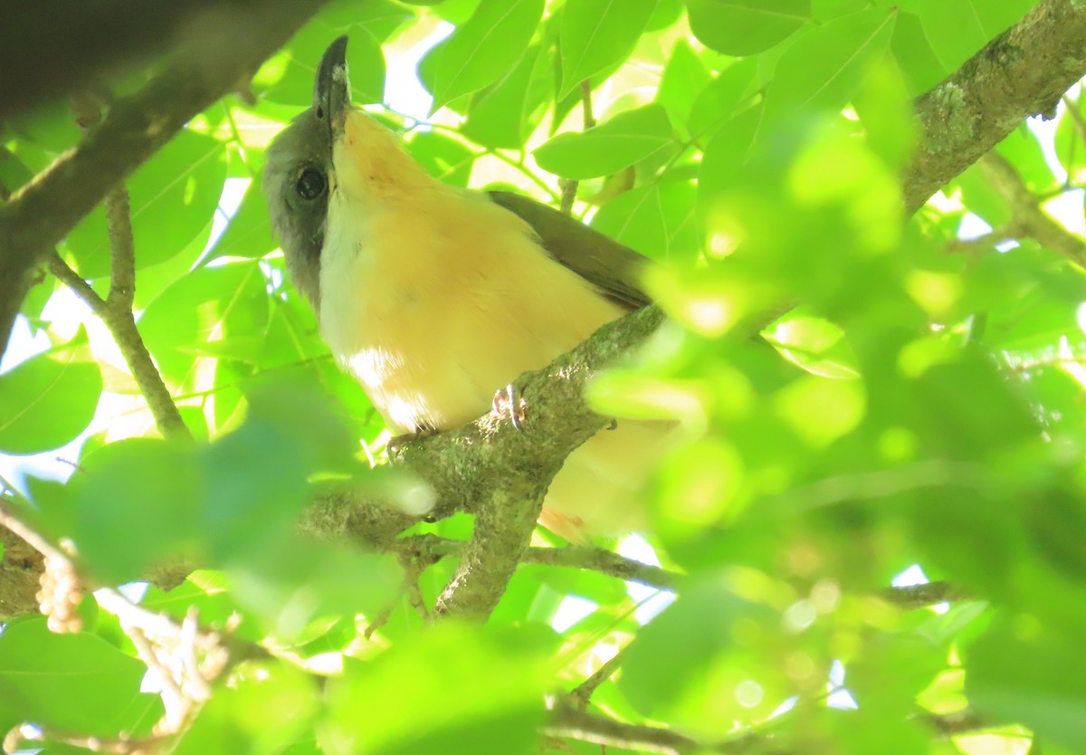 Dark-billed Cuckoo - ML643850017