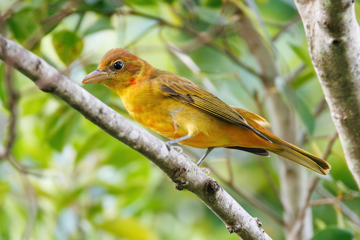 Summer Tanager - ML643850029