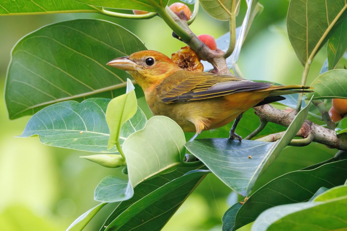 Summer Tanager - ML643850030