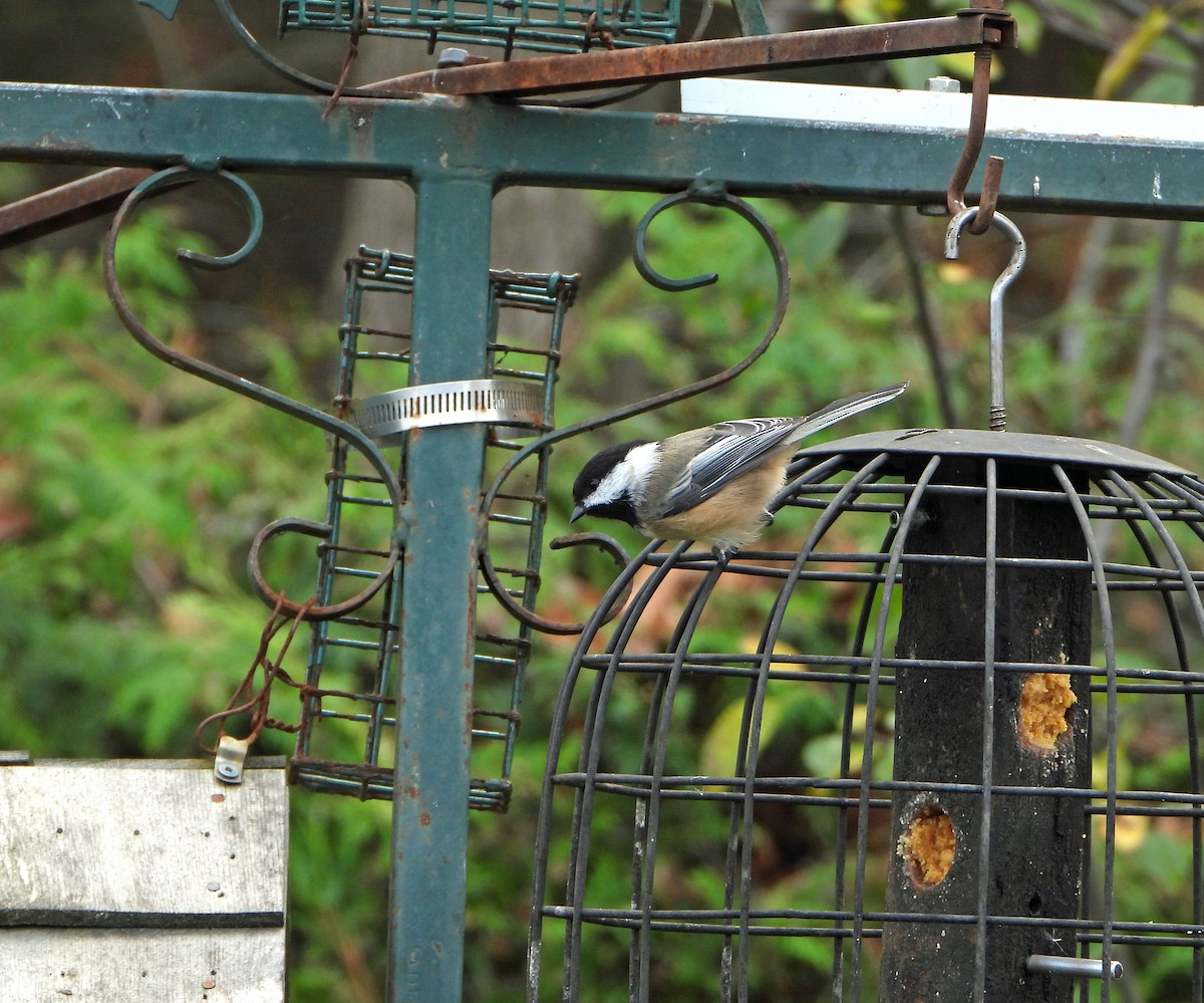 Black-capped Chickadee - ML643850037