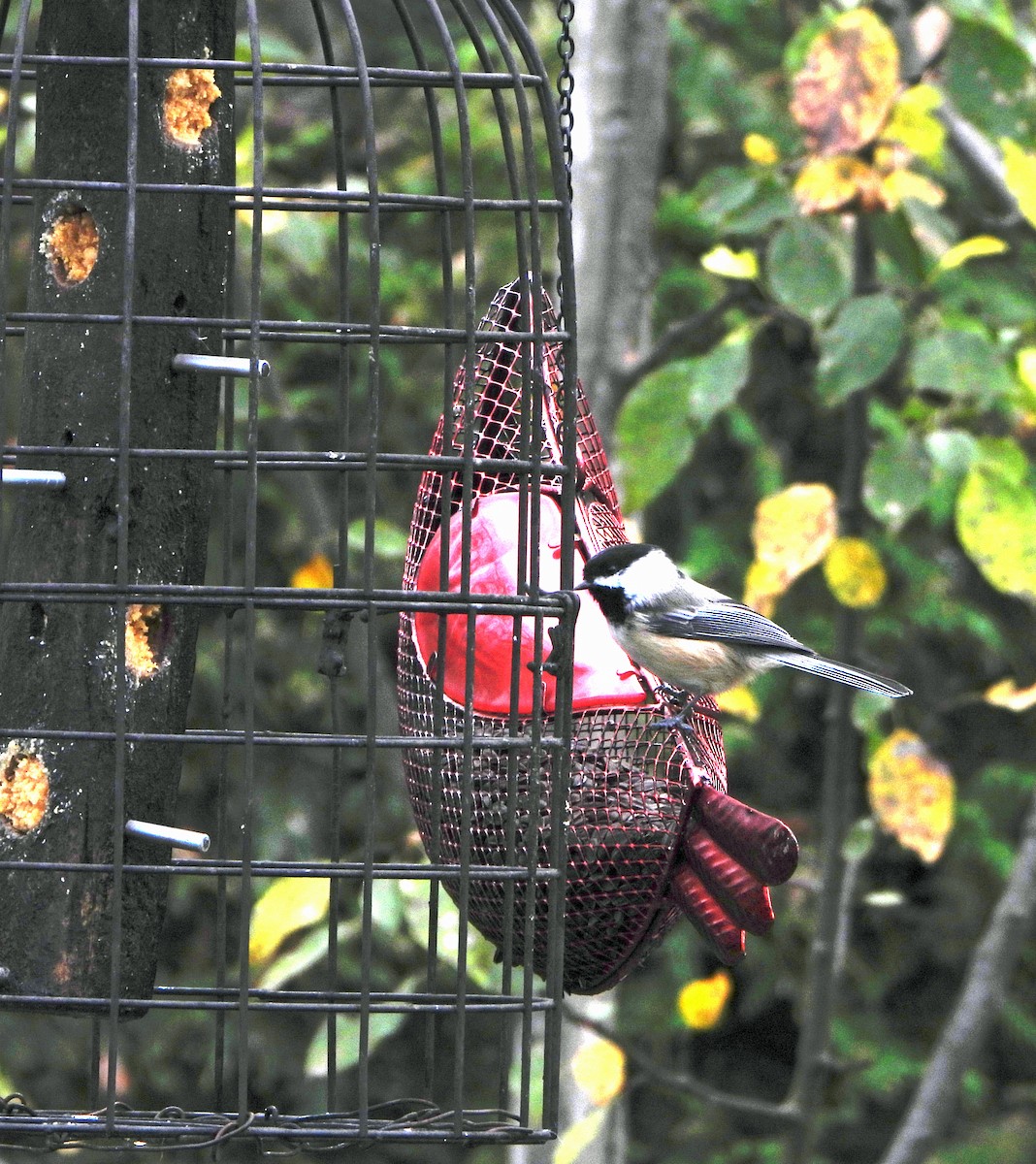 Black-capped Chickadee - ML643850039