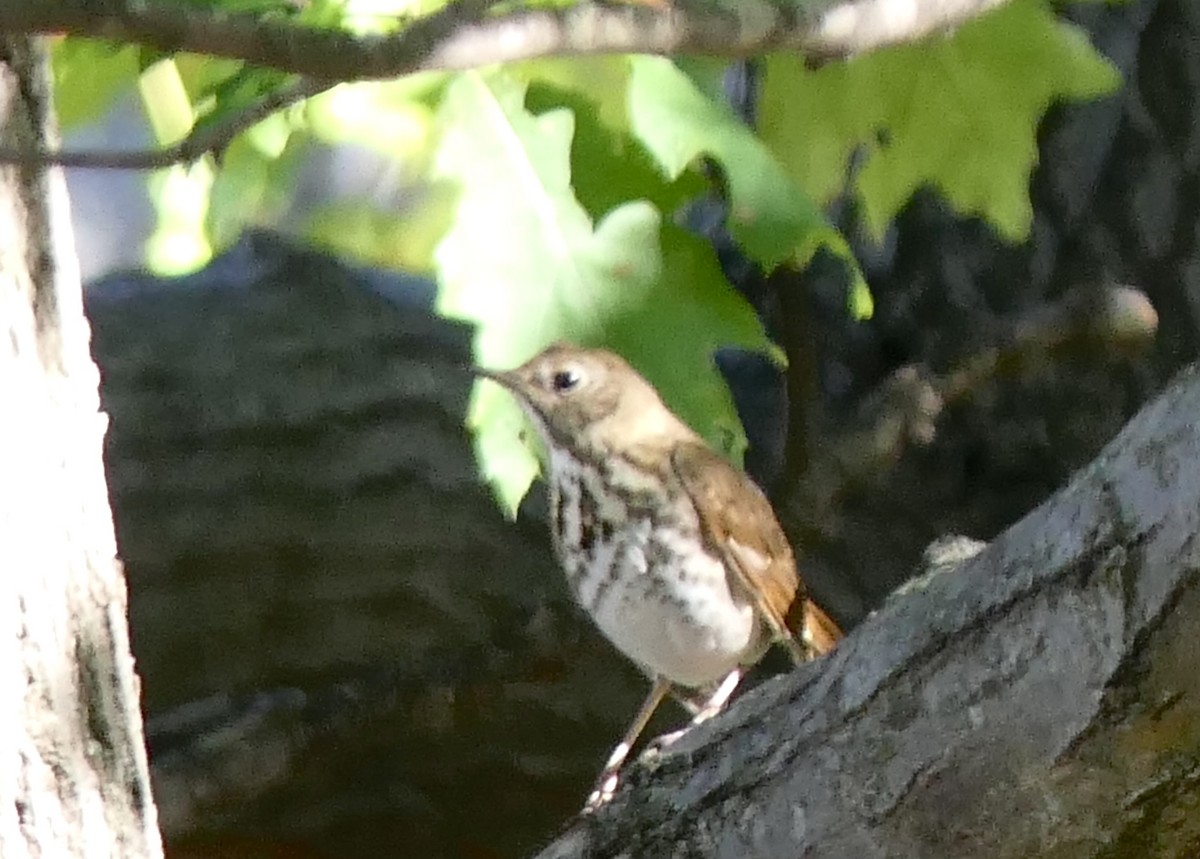 Hermit Thrush - ML643850050