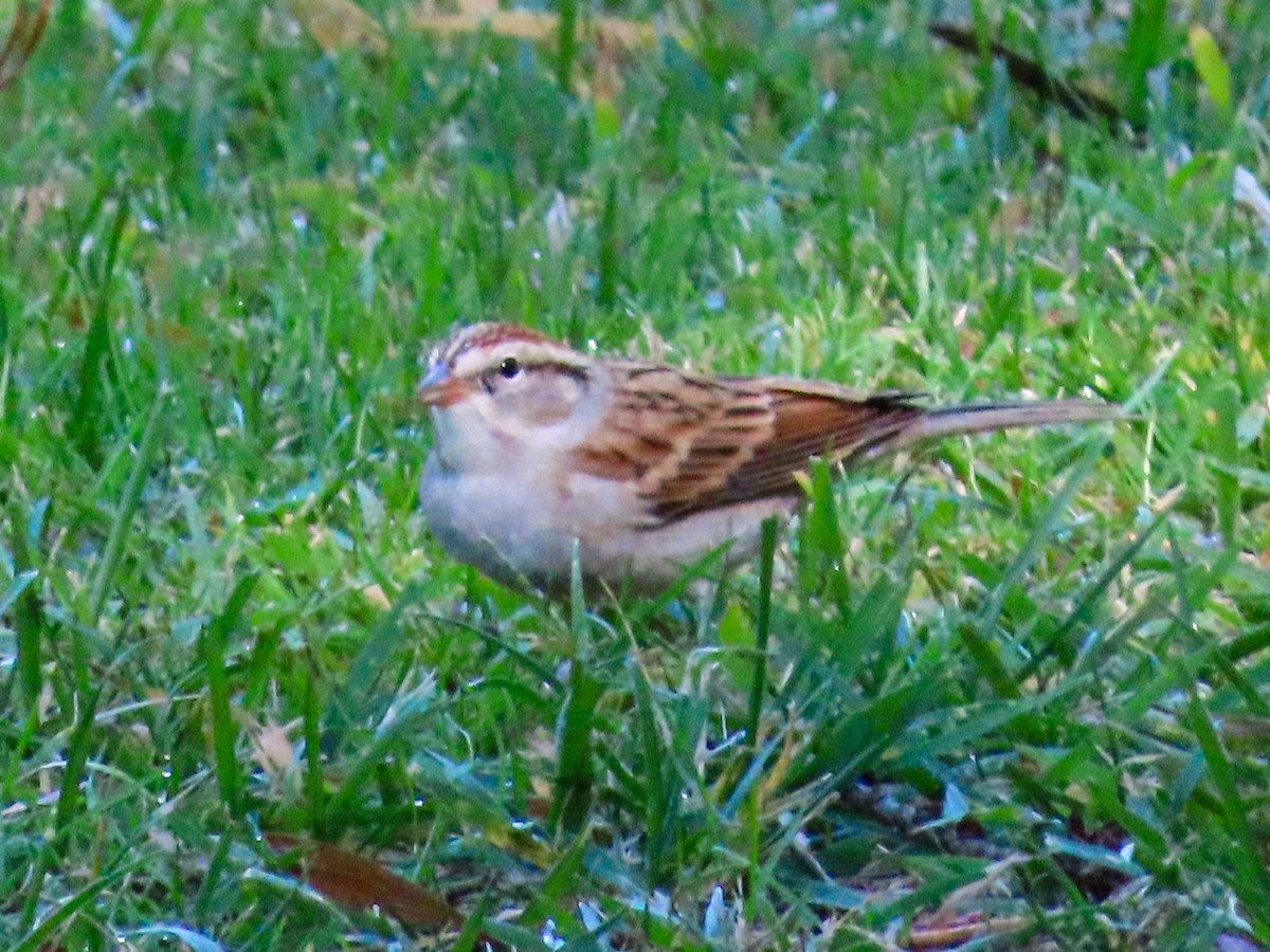 Chipping Sparrow - ML643850098