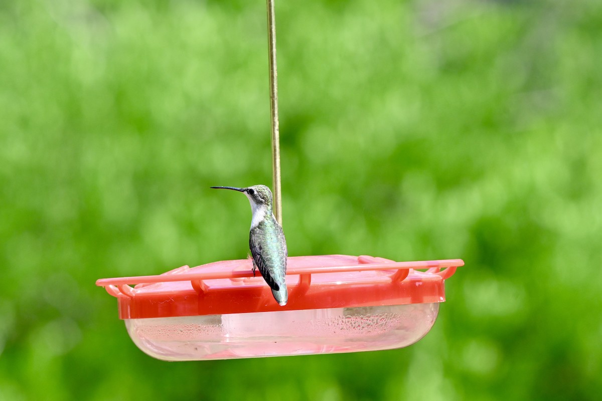 Ruby-throated Hummingbird - ML643850104