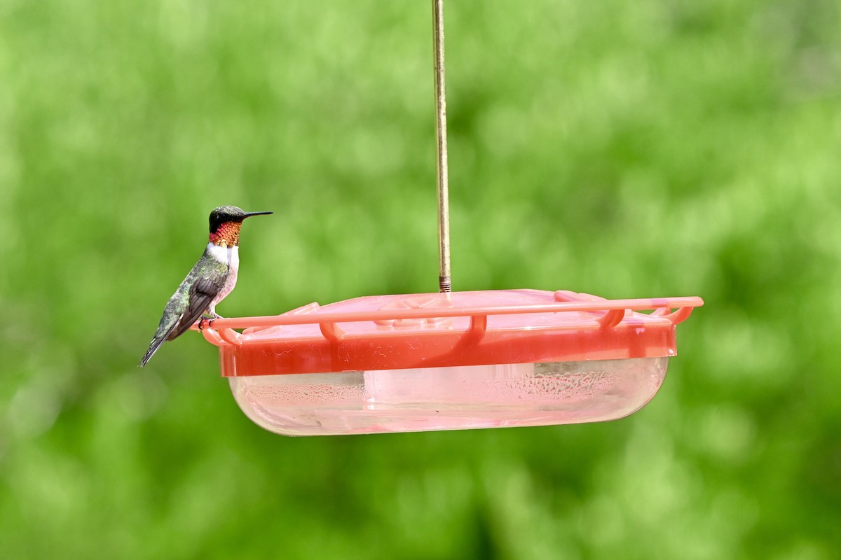 Ruby-throated Hummingbird - ML643850105