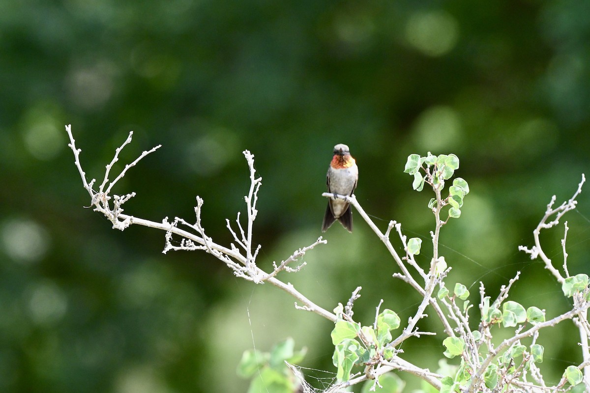 Ruby-throated Hummingbird - ML643850106