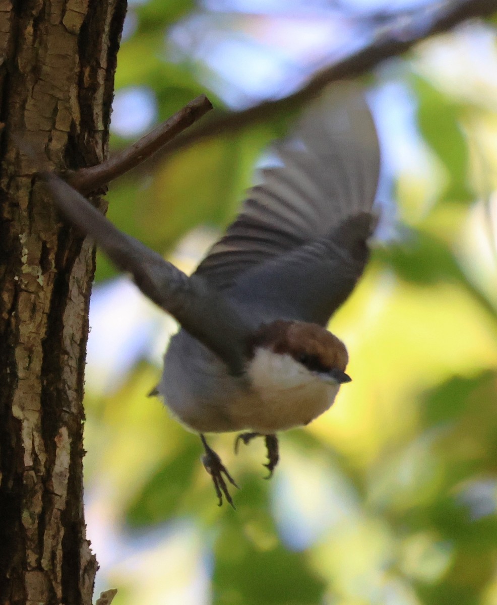 Brown-headed Nuthatch - ML643850113