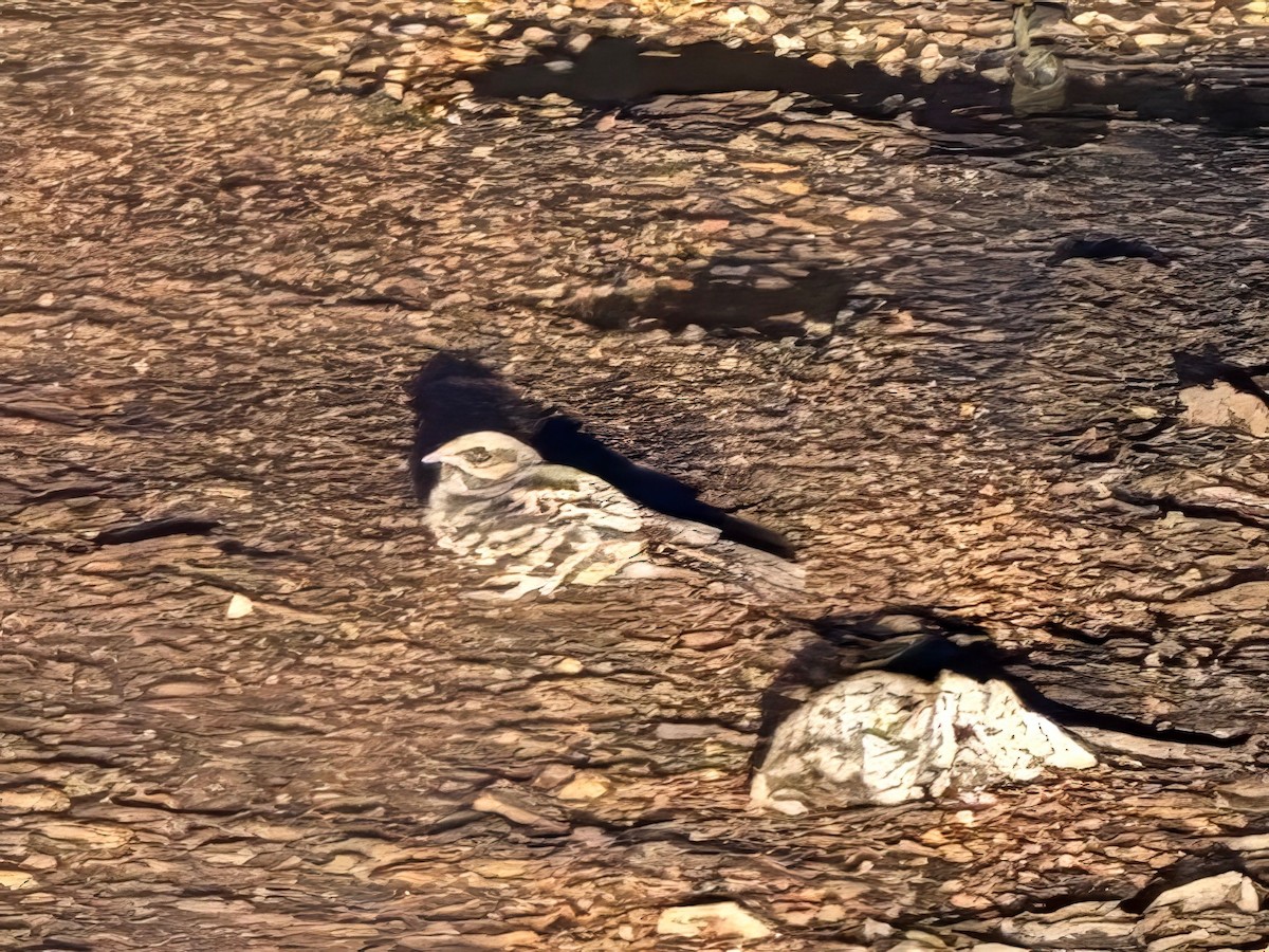 Common Pauraque - ML643850114
