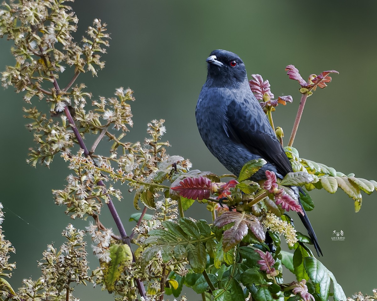 Red-crested Cotinga - ML643850116