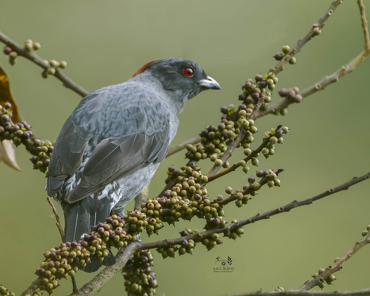 Red-crested Cotinga - ML643850117