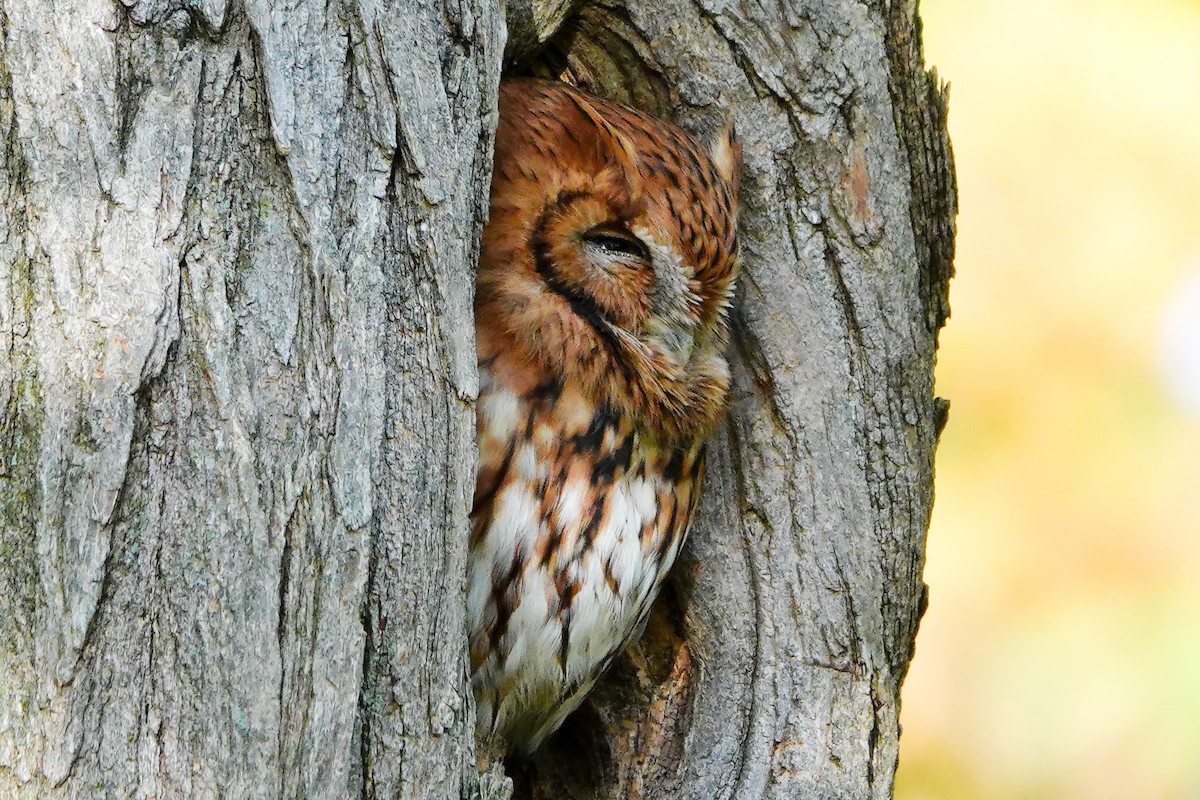Eastern Screech-Owl - ML643850118