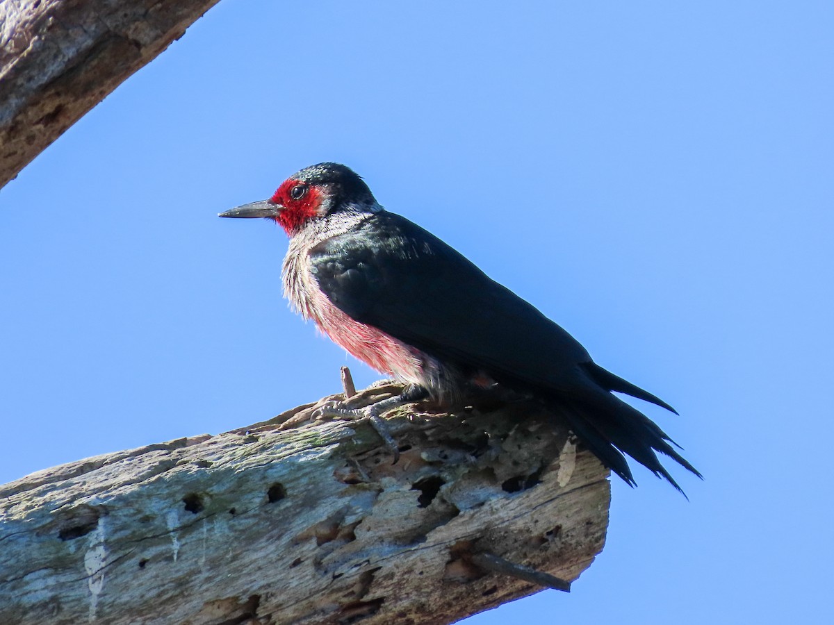 Lewis's Woodpecker - ML643850128