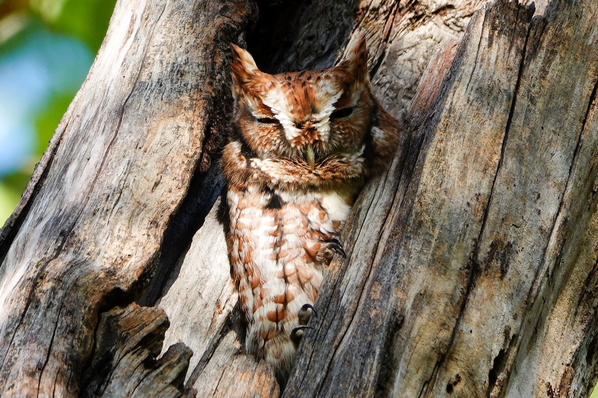 Eastern Screech-Owl - ML643850132