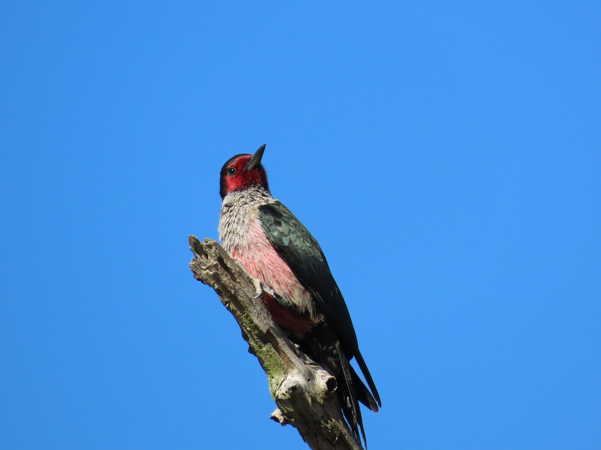 Lewis's Woodpecker - ML643850134