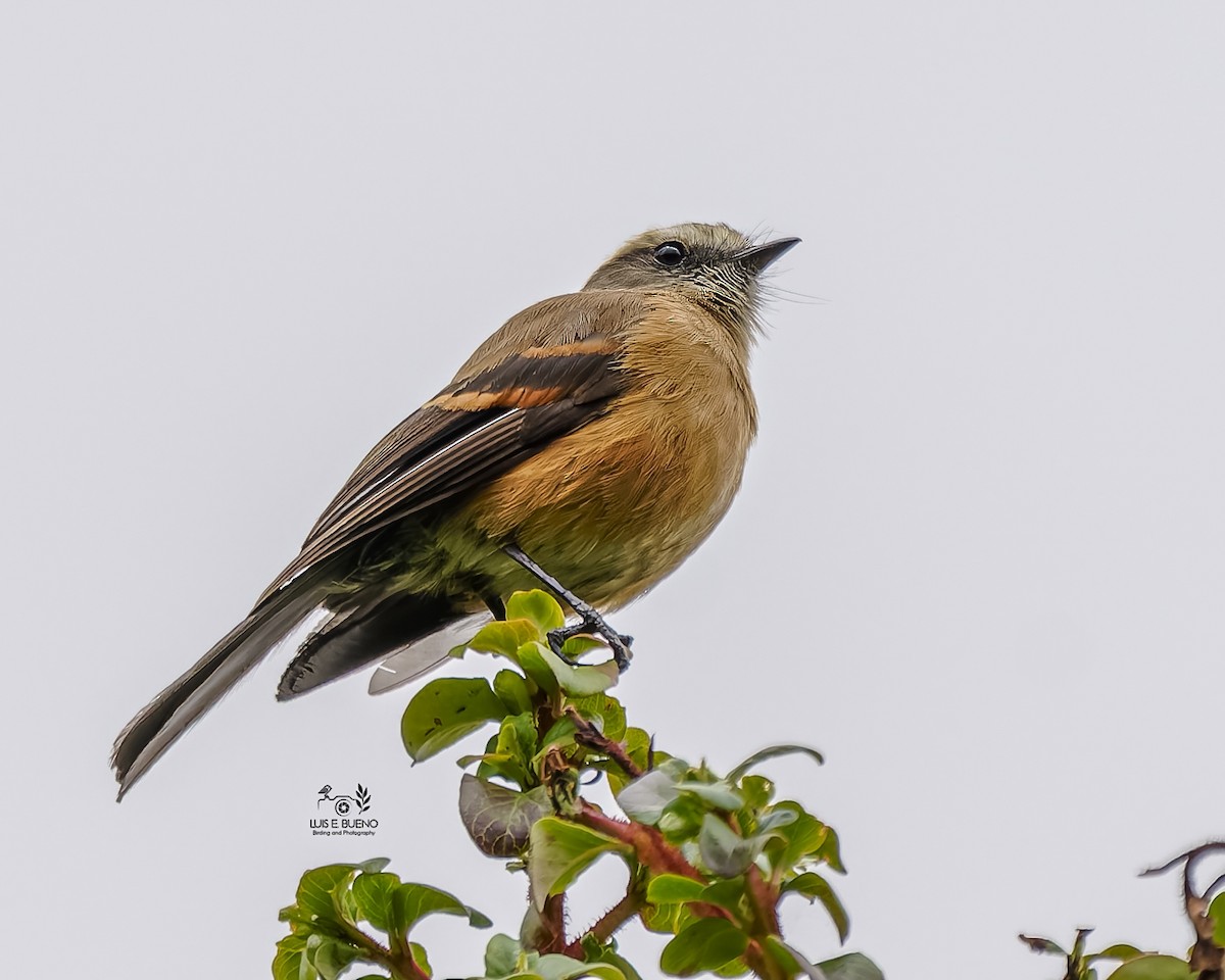 Brown-backed Chat-Tyrant - ML643850138
