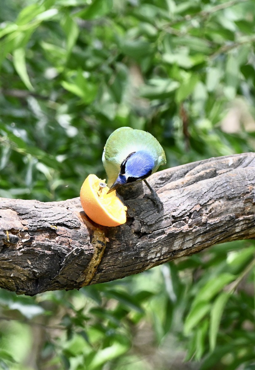 Green Jay - ML643850145