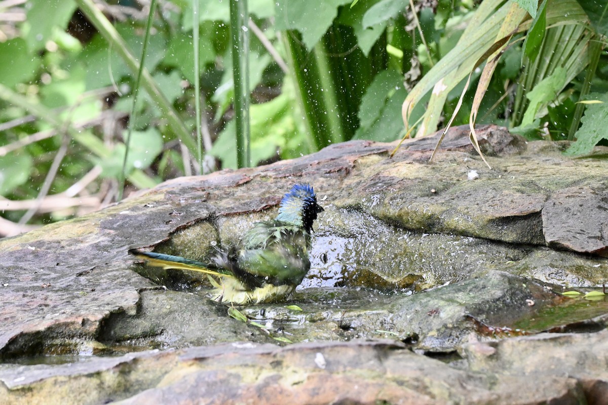 Green Jay - ML643850147