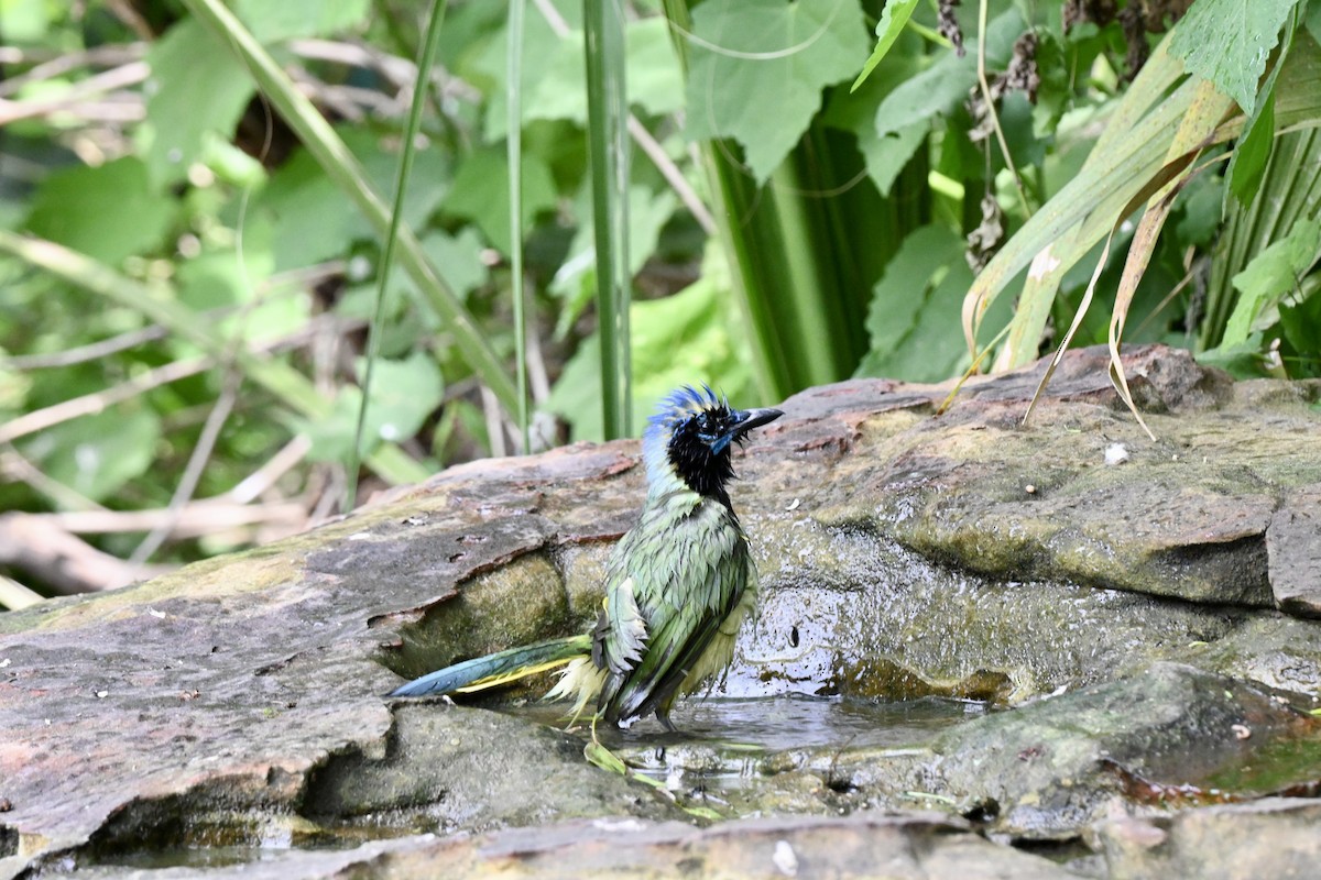 Green Jay - ML643850148