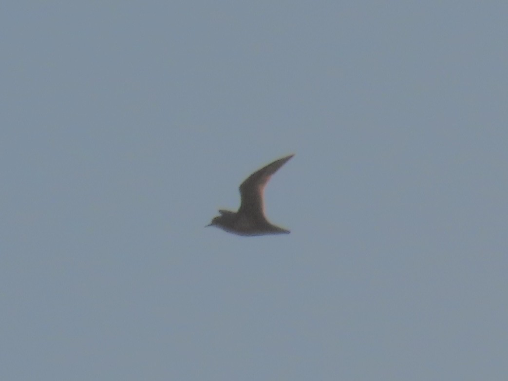 European Golden-Plover - ML643850155