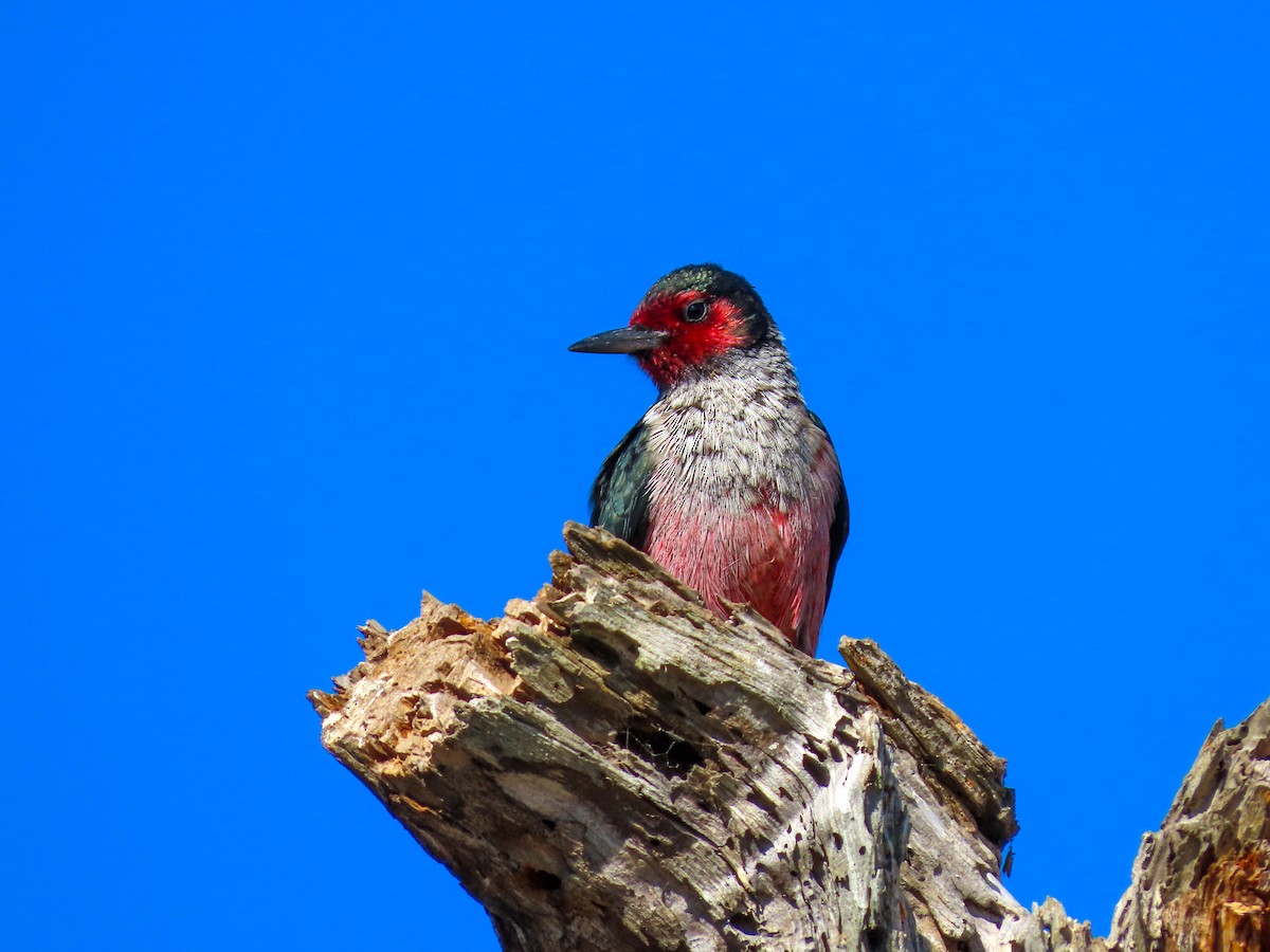 Lewis's Woodpecker - ML643850156