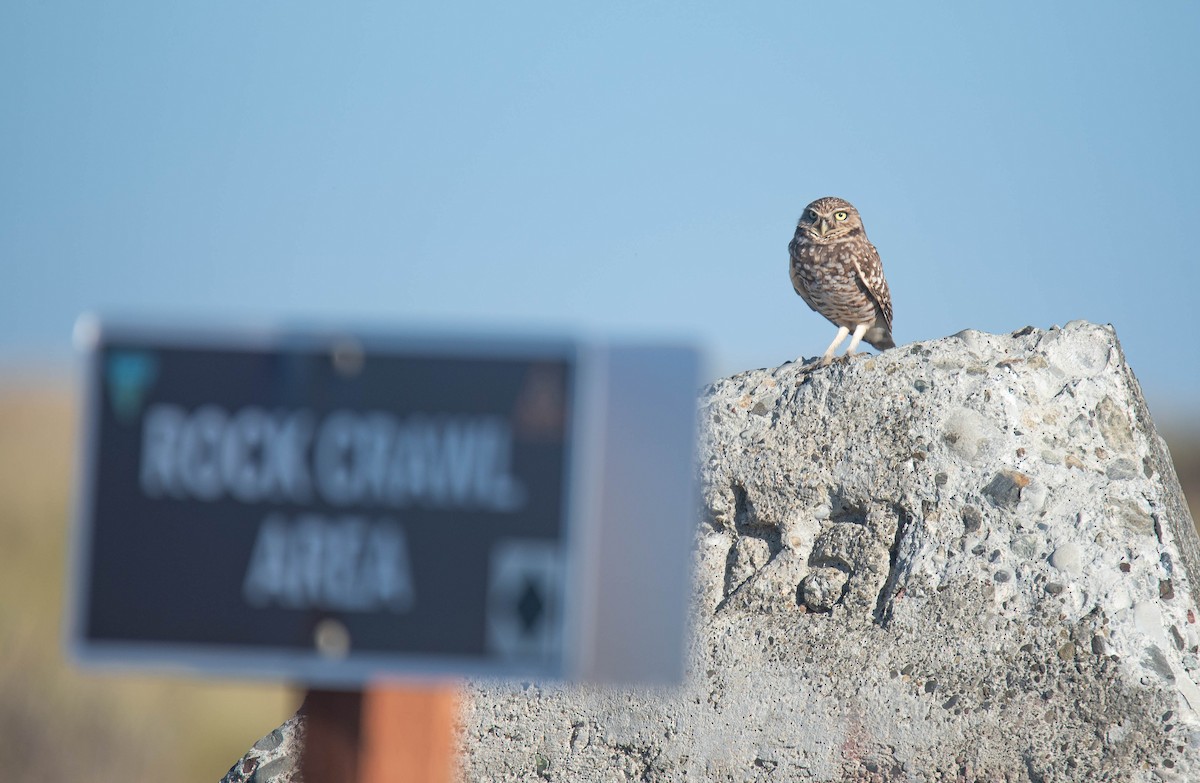 アナホリフクロウ - ML643850159