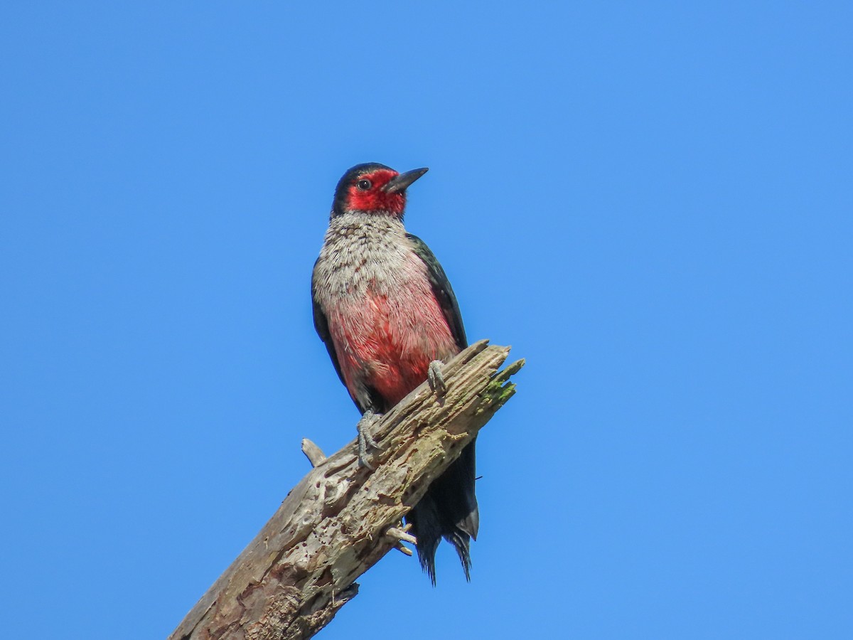 Lewis's Woodpecker - ML643850174