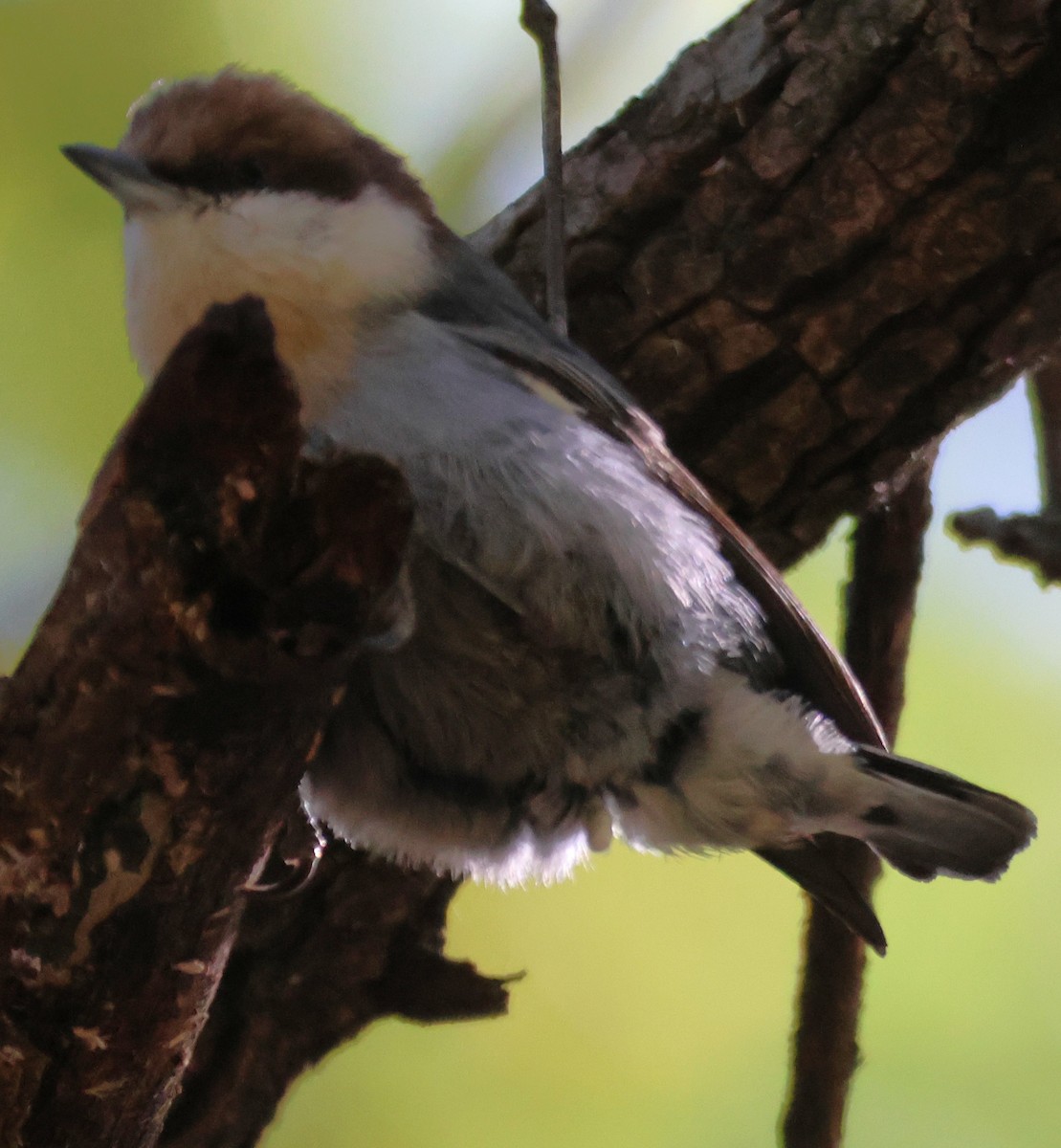Brown-headed Nuthatch - ML643850175