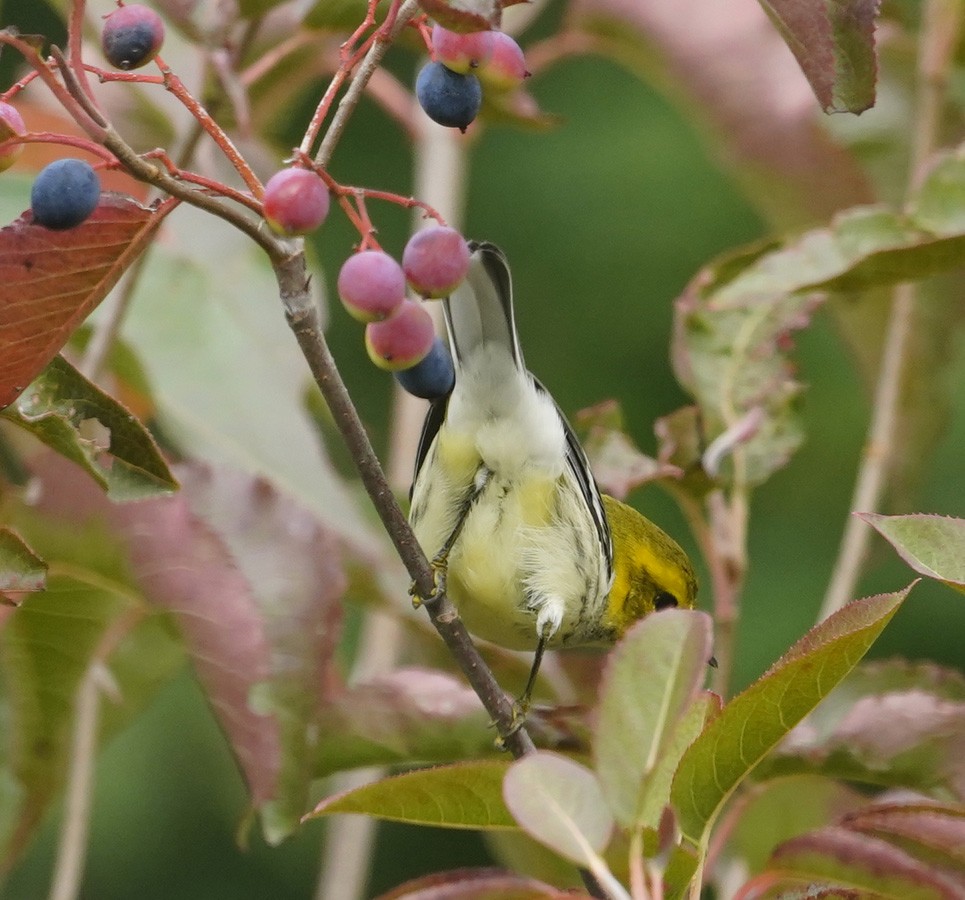 Grünmantel-Waldsänger - ML643850184