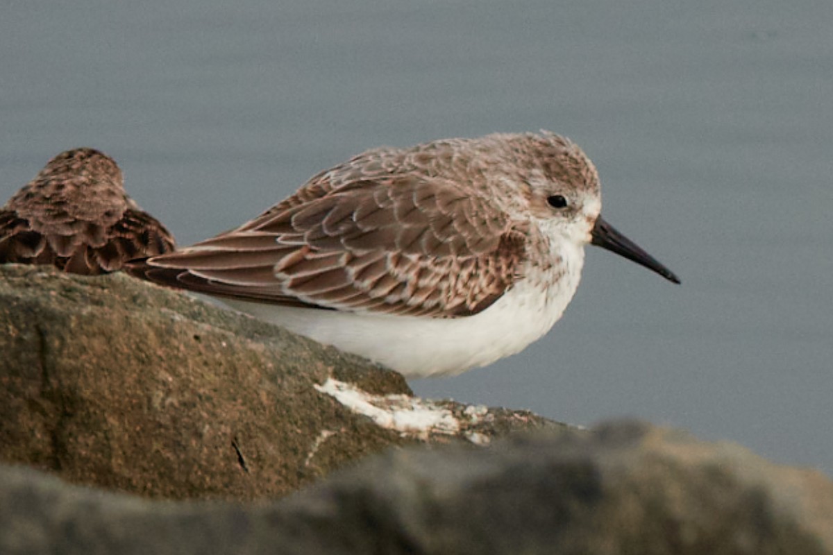 Western Sandpiper - ML643850186