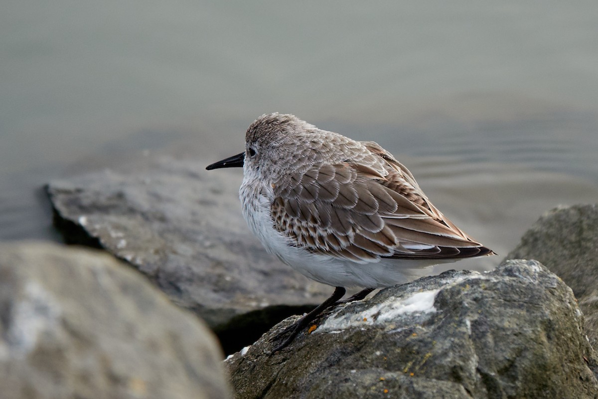 Western Sandpiper - ML643850198