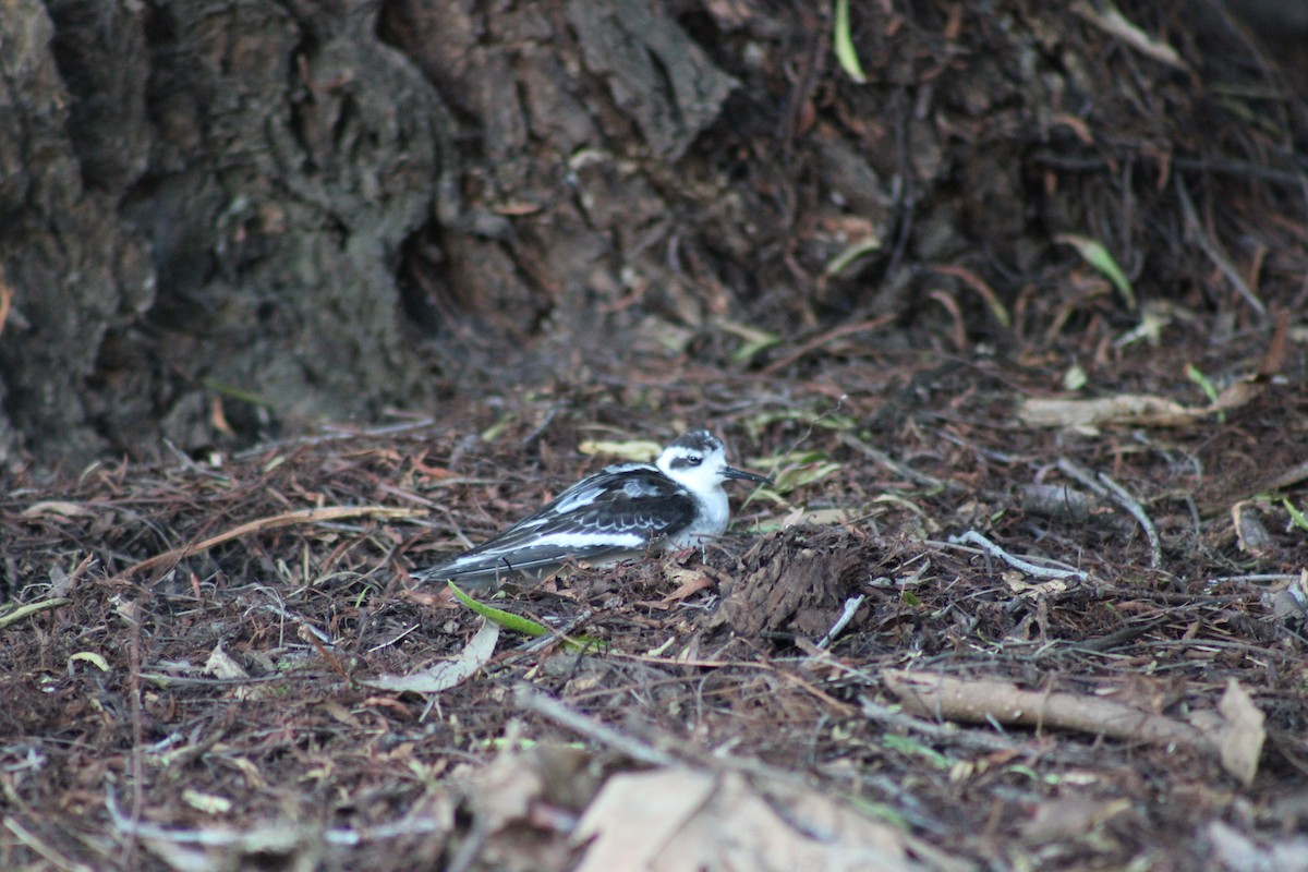 紅領瓣足鷸 - ML643850201