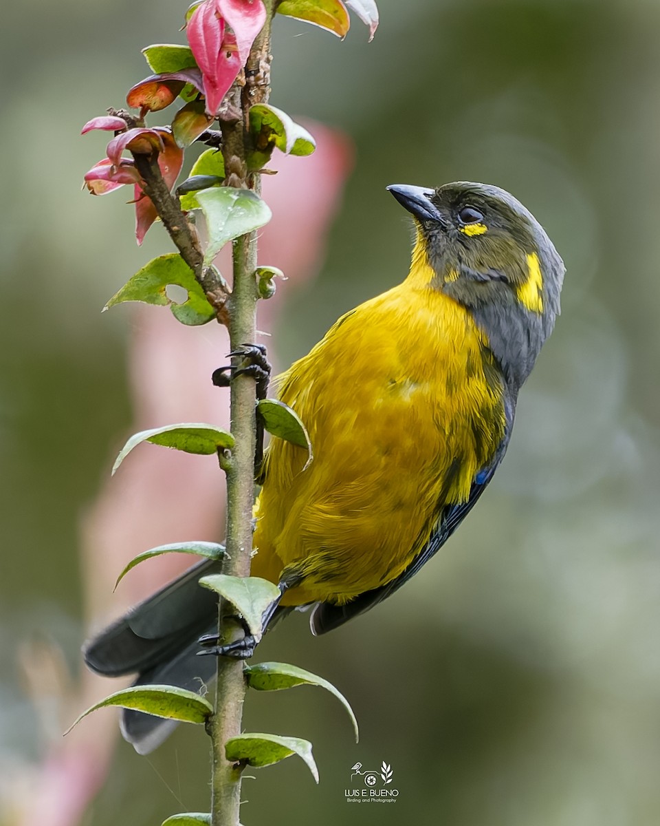 Lacrimose Mountain Tanager - ML643850203