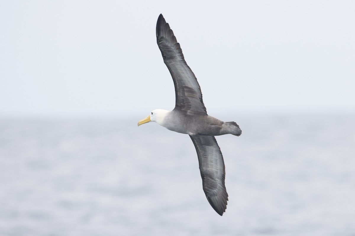 Albatros de Galápagos - ML64385021