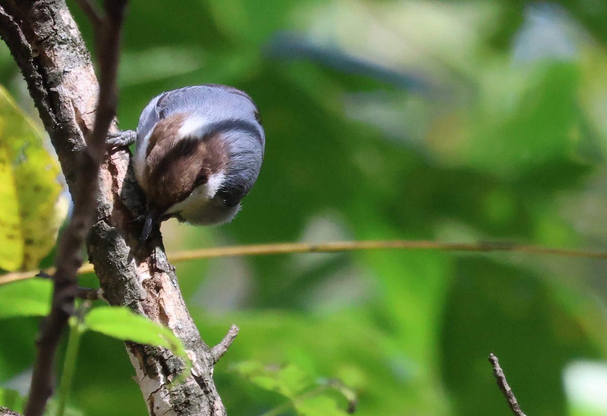 Brown-headed Nuthatch - ML643850211