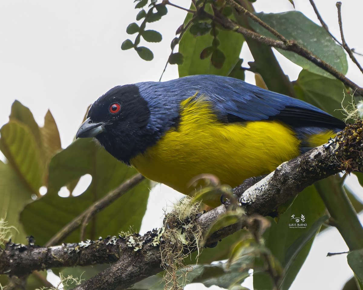 Hooded Mountain Tanager - ML643850218