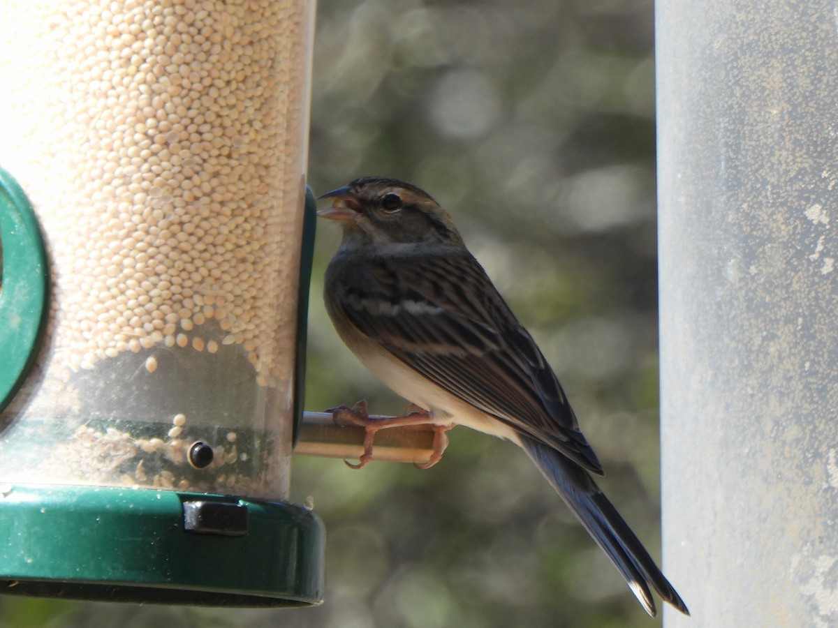 Chipping Sparrow - ML643850221