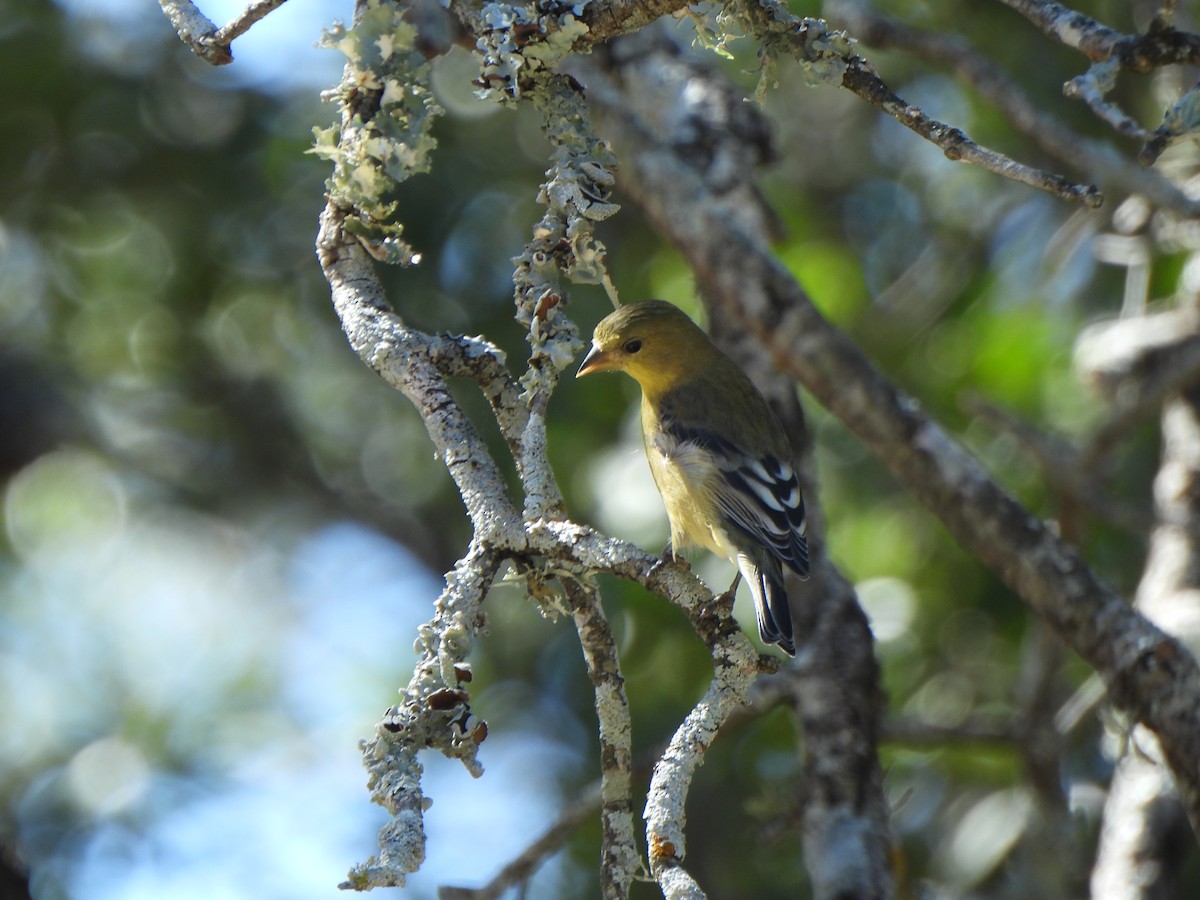 Lesser Goldfinch - ML643850245