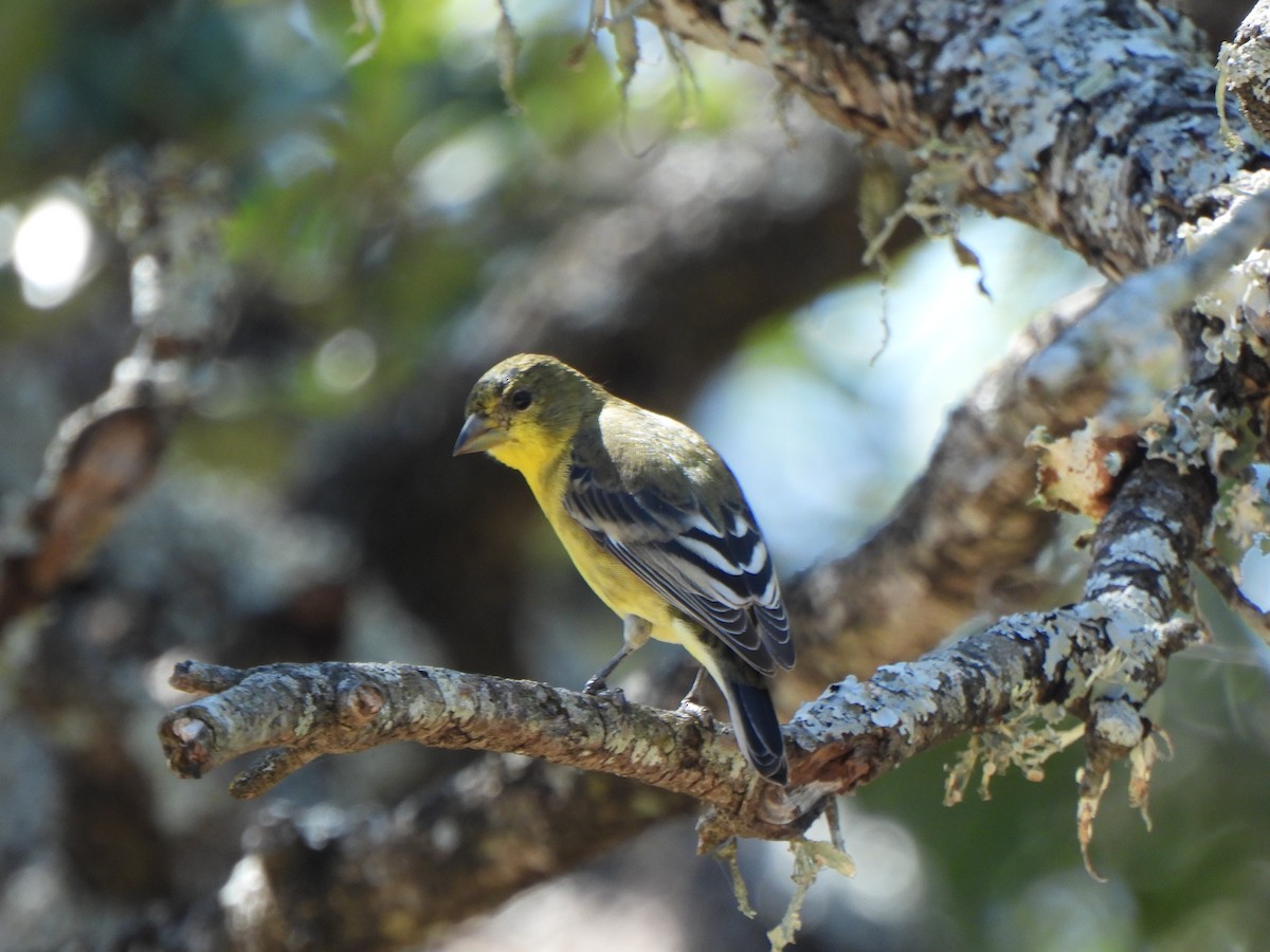 Lesser Goldfinch - ML643850246