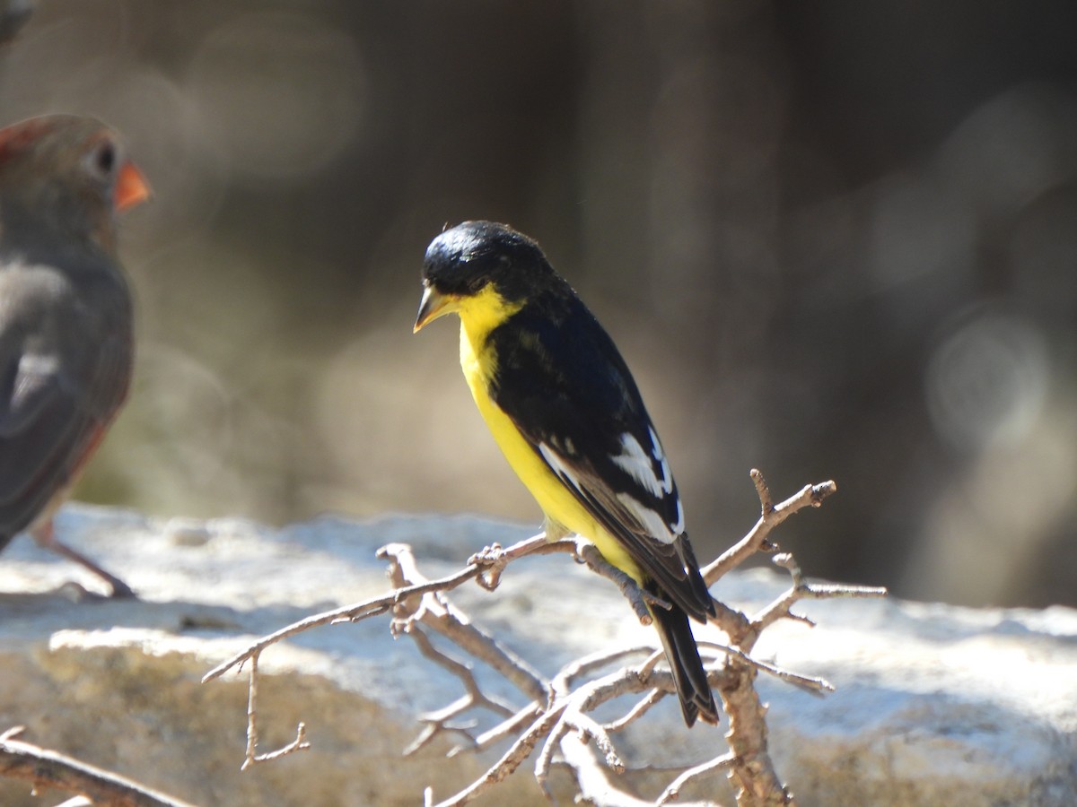 Lesser Goldfinch - ML643850247