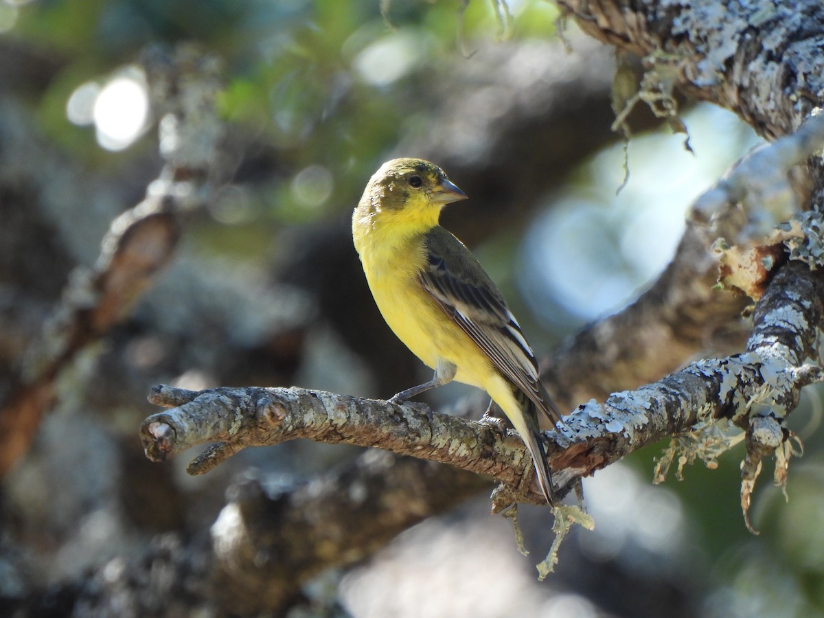 Lesser Goldfinch - ML643850248