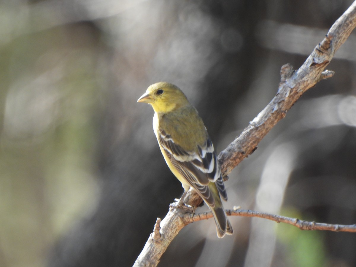Lesser Goldfinch - ML643850249